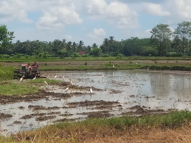 Joglo Limasan SmartFarmVillageJalurHijauBiruNusantara coworking space in Sleman Regency, Indonesia 1